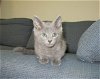 adoptable Cat in pueblo, CO named GRAYSON