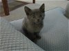 adoptable Cat in pueblo, CO named BENTLEY