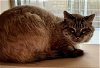 adoptable Cat in pueblo, CO named EDGAR