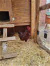adoptable Chicken in pueblo, CO named BUCK CLUCK