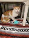 adoptable Cat in pueblo, CO named BISCUIT