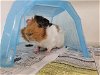 adoptable Guinea Pig in  named ROCKY