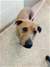 adoptable Dog in  named LILLY