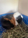 adoptable Guinea Pig in Pueblo, CO named LUCETEA