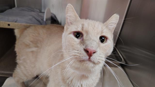 adoptable Cat in Pueblo, CO named CLEMMONS