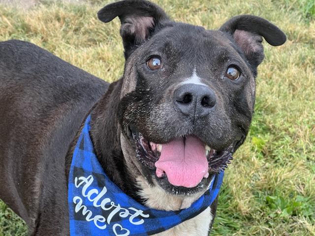 adoptable Dog in Pueblo, CO named KING