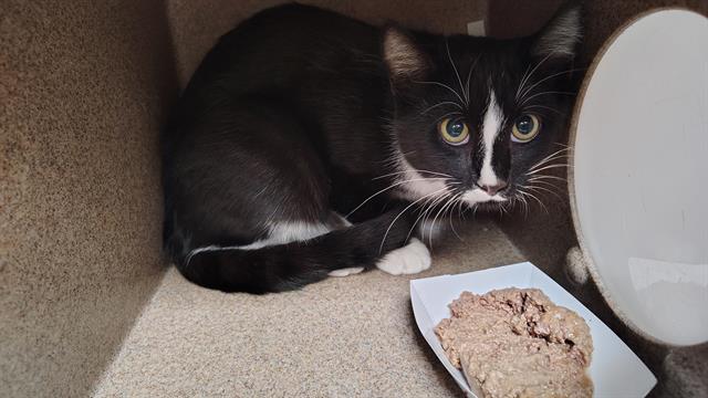 adoptable Cat in Pueblo, CO named CUPCAKE IN THE BARN