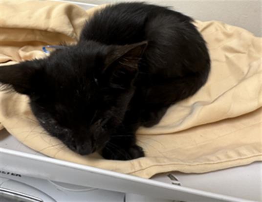 adoptable Cat in Pueblo, CO named BLUEBERRY