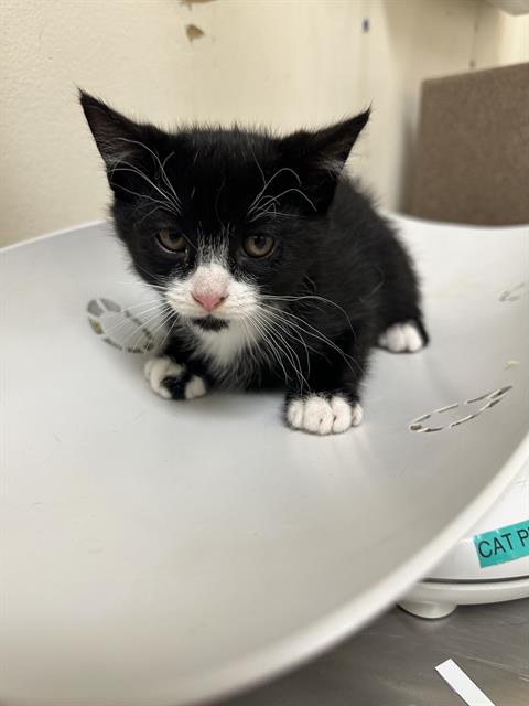 adoptable Cat in Pueblo, CO named VERONICA