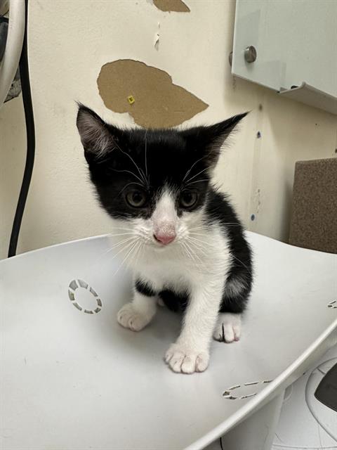 adoptable Cat in Pueblo, CO named VARLY