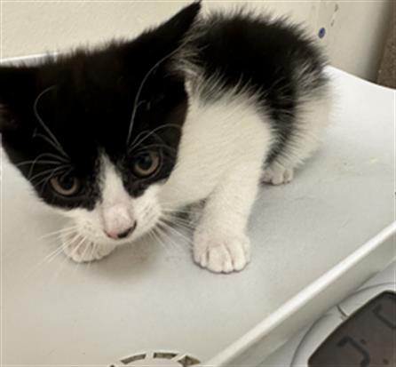 adoptable Cat in Pueblo, CO named VIRGINIA