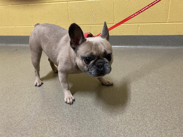 adoptable Dog in Pueblo, CO named ROCKET