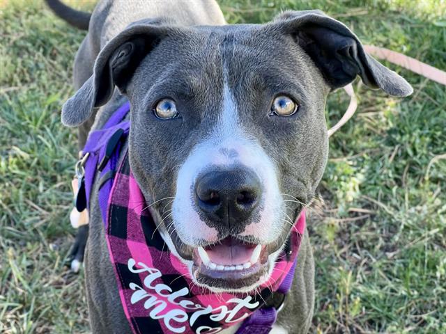 adoptable Dog in Pueblo, CO named PIG