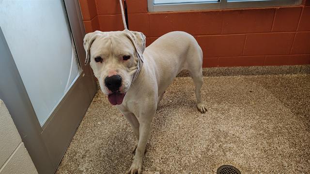 adoptable Dog in Pueblo, CO named CHERRY BLOSSOM