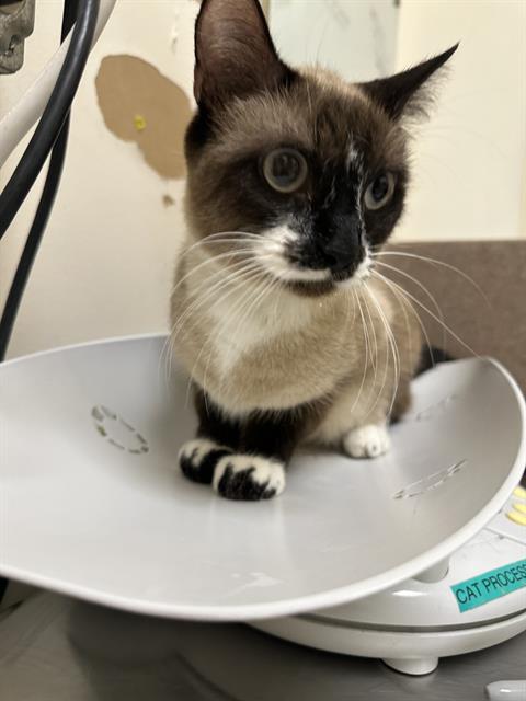 adoptable Cat in Pueblo, CO named CELIA