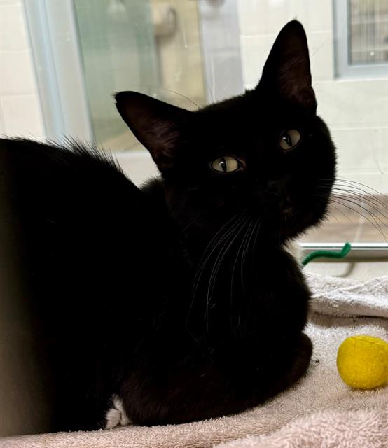 adoptable Cat in Pueblo, CO named CARLISLE