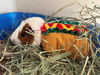 adoptable Guinea Pig in  named HAM SANDWICH