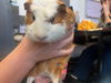 adoptable Guinea Pig in  named HANK