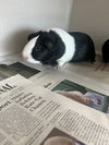 adoptable Guinea Pig in  named LOLA