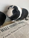 adoptable Guinea Pig in  named HAZEL