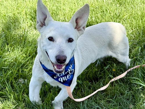 picture of the dog needing adoption
