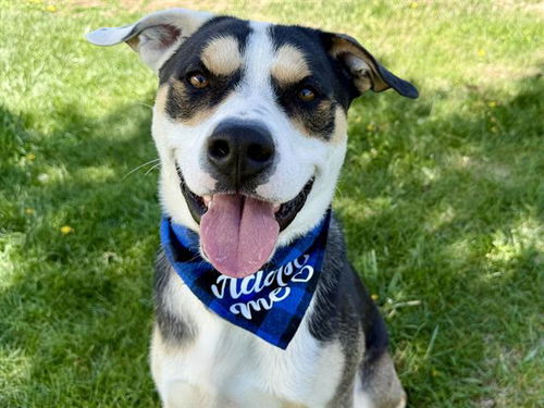 picture of the dog needing adoption