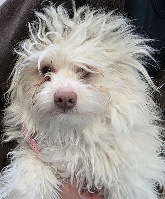 FLOOF