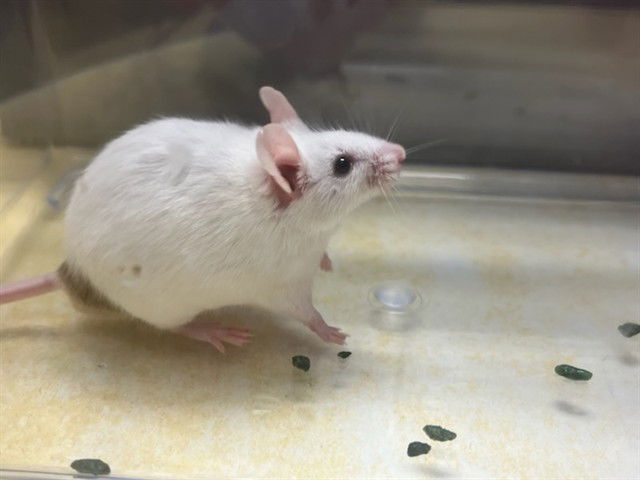 adoptable Mouse in Pueblo, CO named STUEART