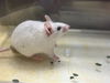 adoptable Mouse in  named STUEART