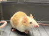 adoptable Mouse in  named MAX