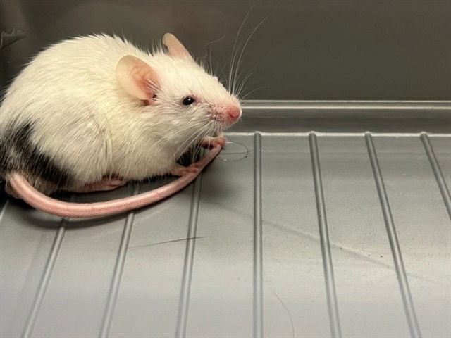 adoptable Mouse in Pueblo, CO named CHASE
