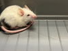 adoptable Mouse in  named CHASE