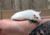 adoptable Mouse in  named RUBY