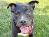 adoptable Dog in  named BLITZ