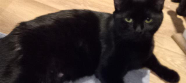 adoptable Cat in Pueblo, CO named JACKIE