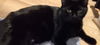 adoptable Cat in Pueblo, CO named JACKIE