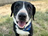adoptable Dog in  named LEONITIS