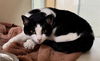 adoptable Cat in pueblo, CO named WINNIE