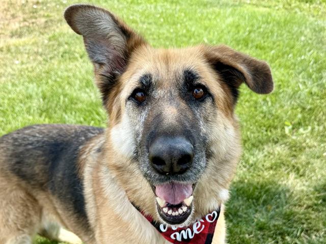 adoptable Dog in Pueblo, CO named FE