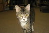 adoptable Cat in pueblo, CO named SWEET PEA