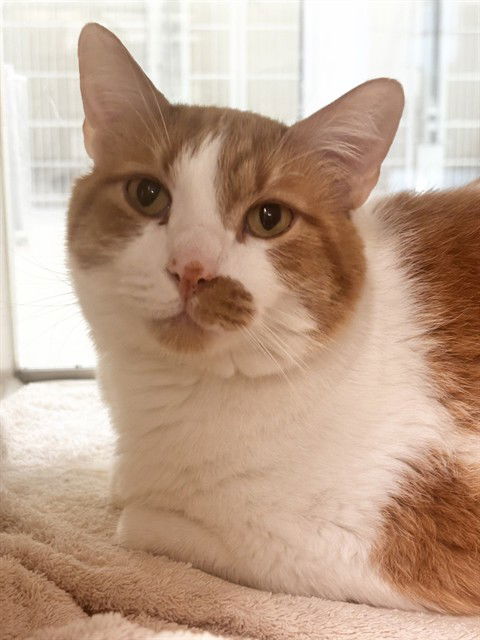 adoptable Cat in Pueblo, CO named GEORDIE