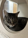 adoptable Cat in pueblo, CO named NEZUKO-CHAN