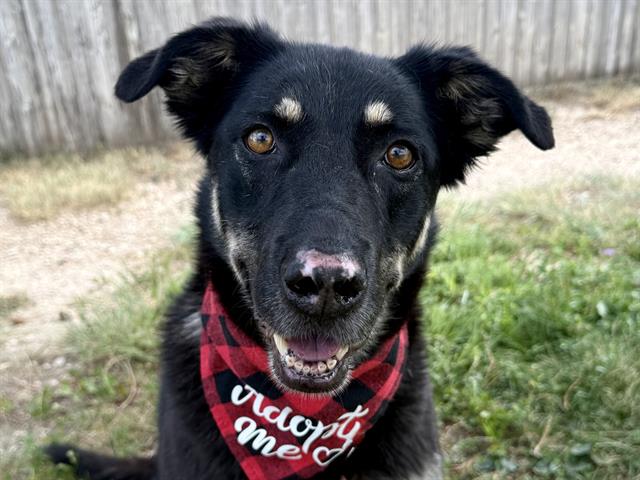 adoptable Dog in Pueblo, CO named HARMONY