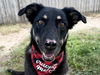 adoptable Dog in Pueblo, CO named HARMONY
