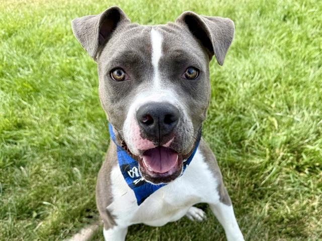 adoptable Dog in Pueblo, CO named BRODY