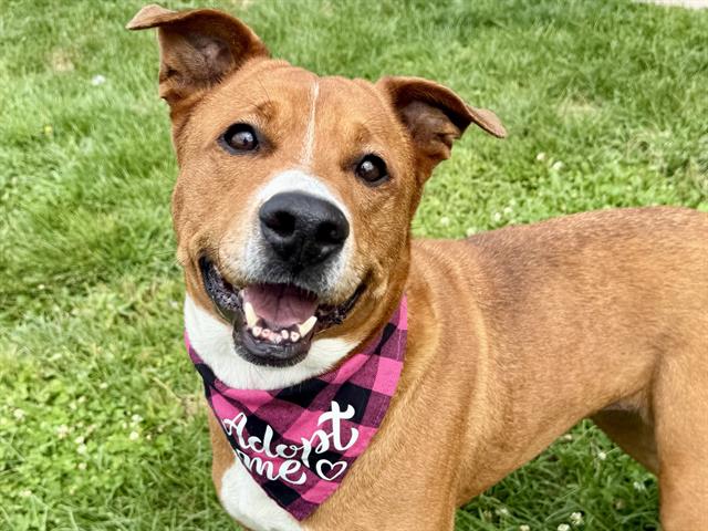adoptable Dog in Pueblo, CO named MOANA