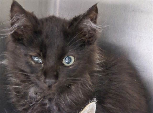 adoptable Cat in Pueblo, CO named NOBLE