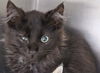 adoptable Cat in  named NOBLE