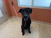 adoptable Dog in  named ENTER SANDMAN