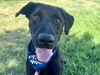 adoptable Dog in  named ENTER SANDMAN